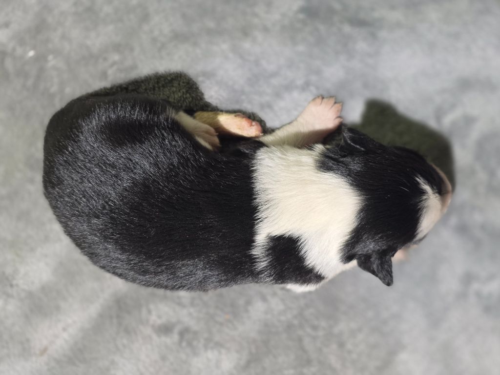 Femelle noire et blanche
