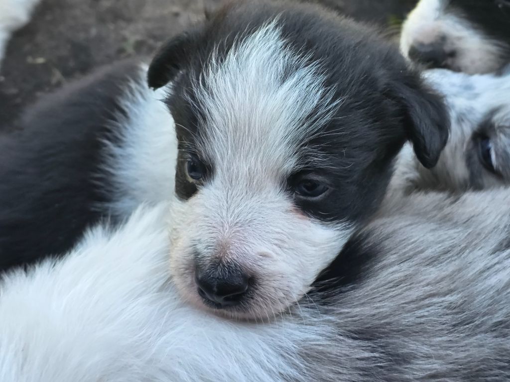 des Lacs de la Cote d'Argent - Chiots disponibles - Border Collie