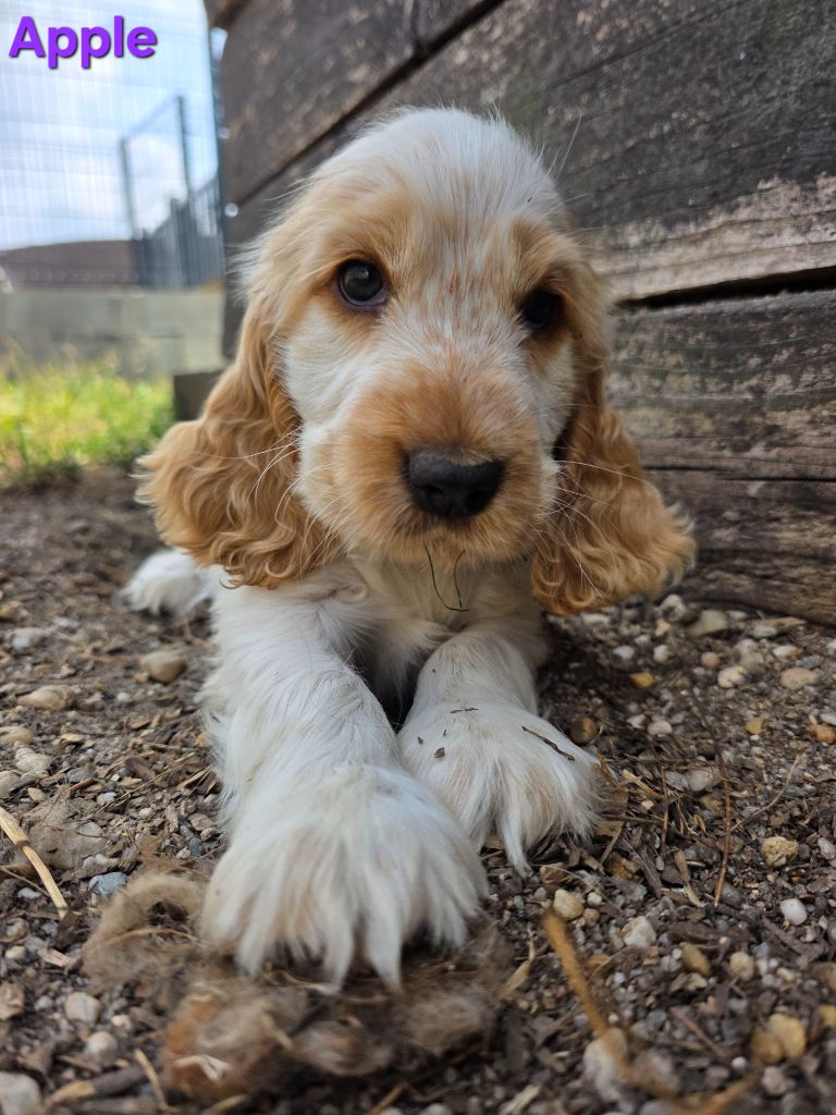 des Lacs de la Cote d'Argent - Cocker Spaniel Anglais - Portée née le 27/06/2025