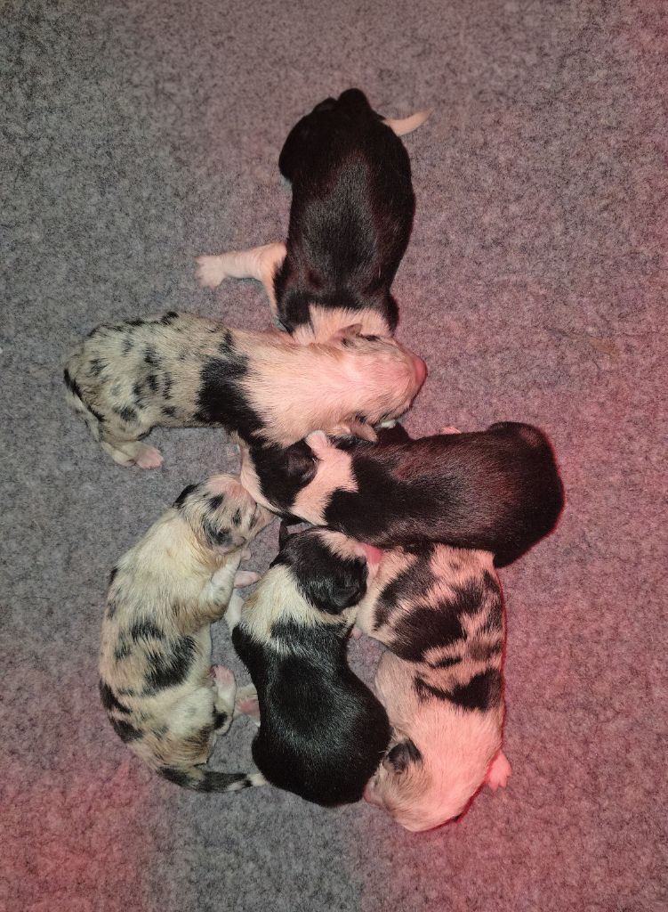 des Lacs de la Cote d'Argent - Chiots disponibles - Border Collie
