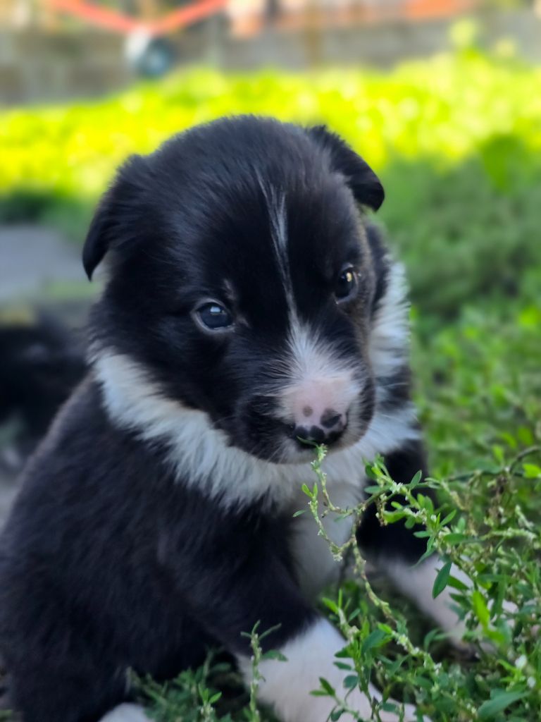des Lacs de la Cote d'Argent - Chiots disponibles - Border Collie