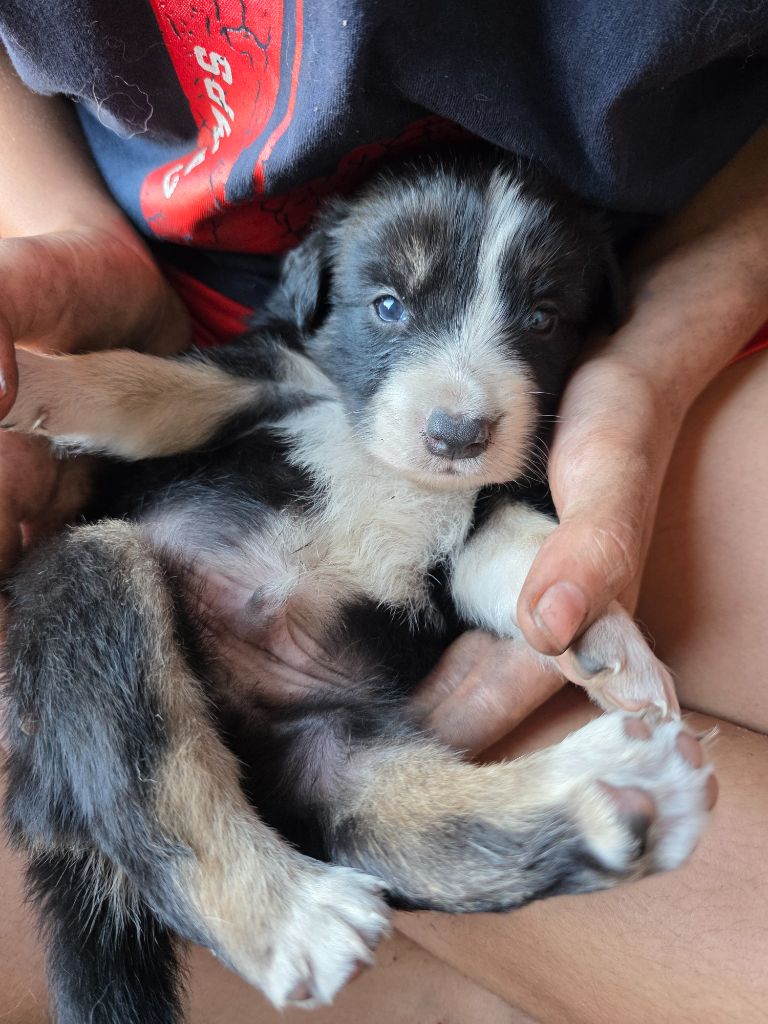 des Lacs de la Cote d'Argent - Chiots disponibles - Border Collie
