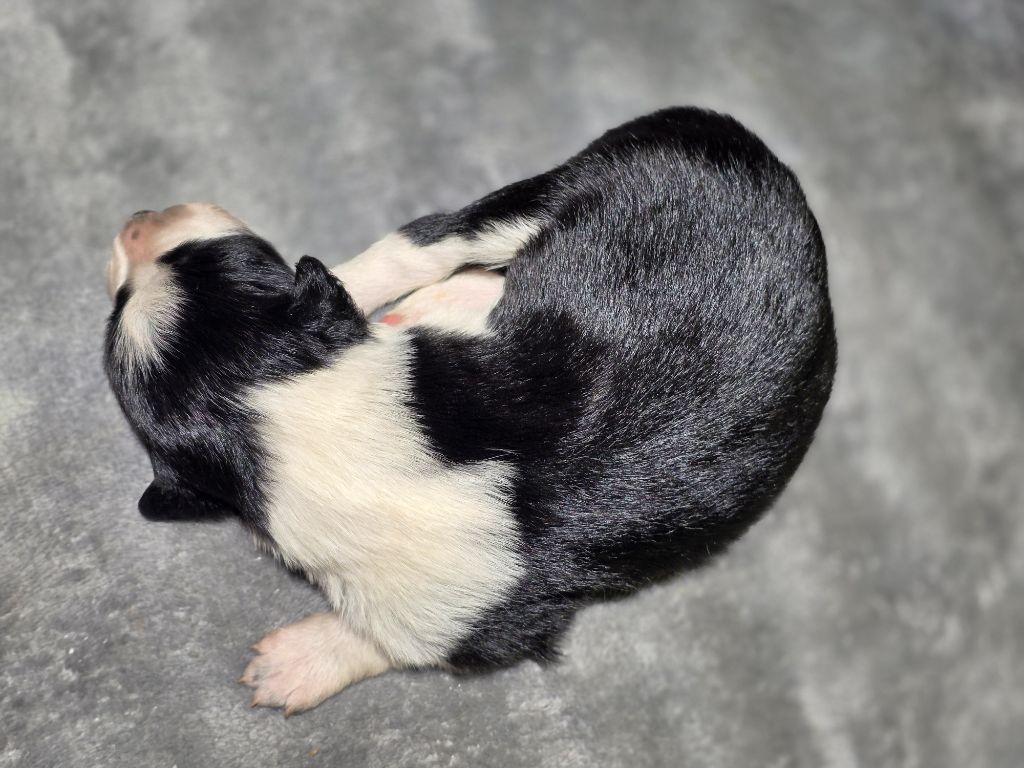 des Lacs de la Cote d'Argent - Chiots disponibles - Border Collie