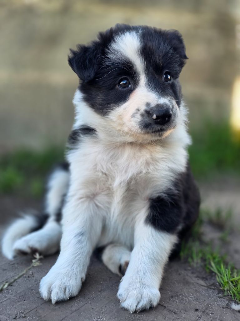 des Lacs de la Cote d'Argent - Chiots disponibles - Border Collie