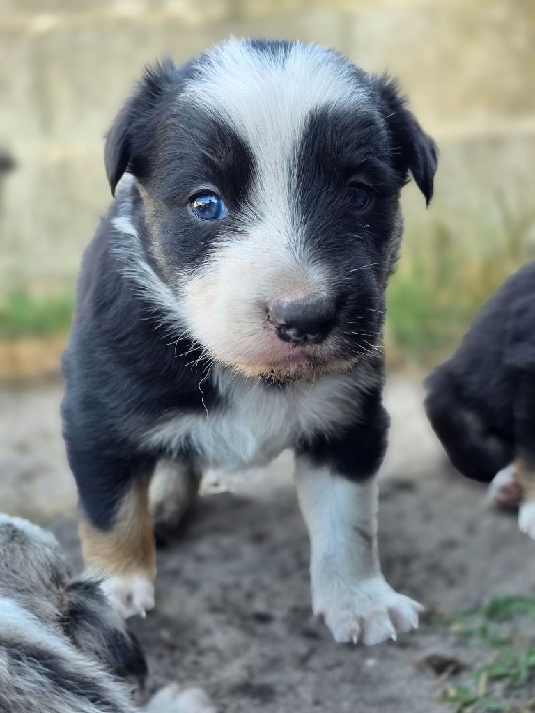 des Lacs de la Cote d'Argent - Chiots disponibles - Border Collie