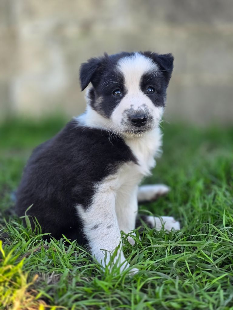 des Lacs de la Cote d'Argent - Chiots disponibles - Border Collie