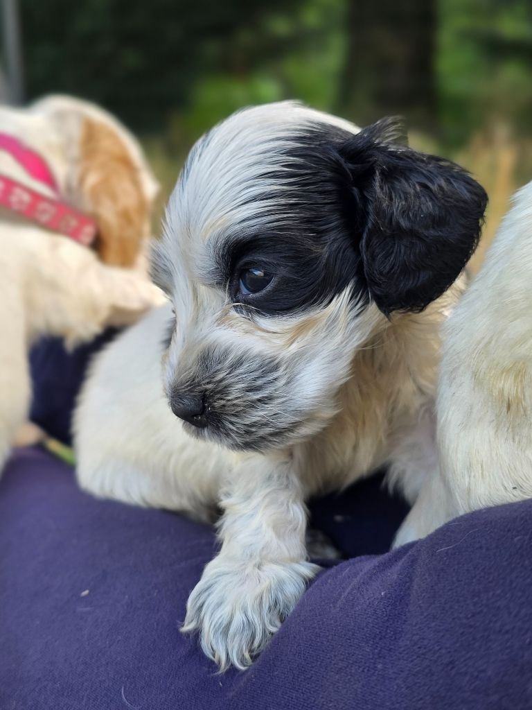 des Lacs de la Cote d'Argent - Chiots disponibles - Cocker Spaniel Anglais