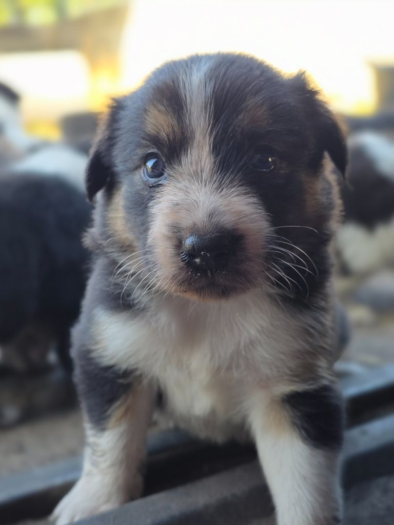 des Lacs de la Cote d'Argent - Chiots disponibles - Border Collie