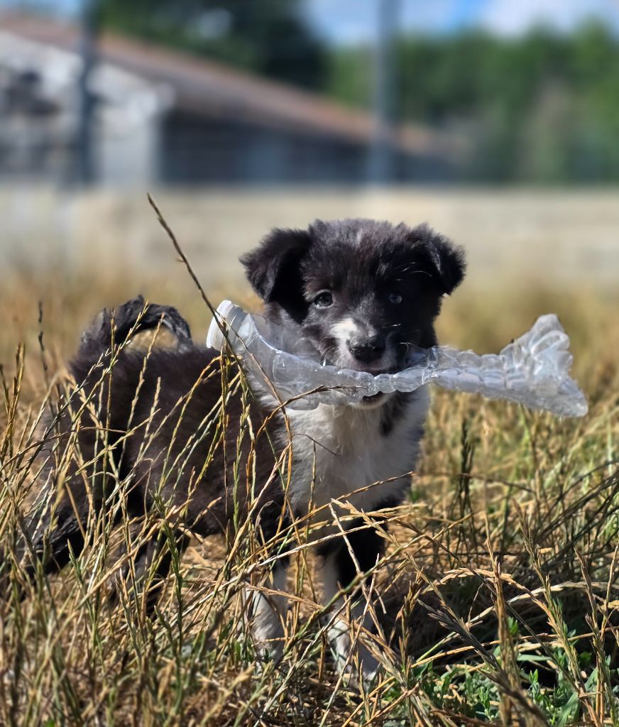 des Lacs de la Cote d'Argent - Chiots disponibles - Border Collie