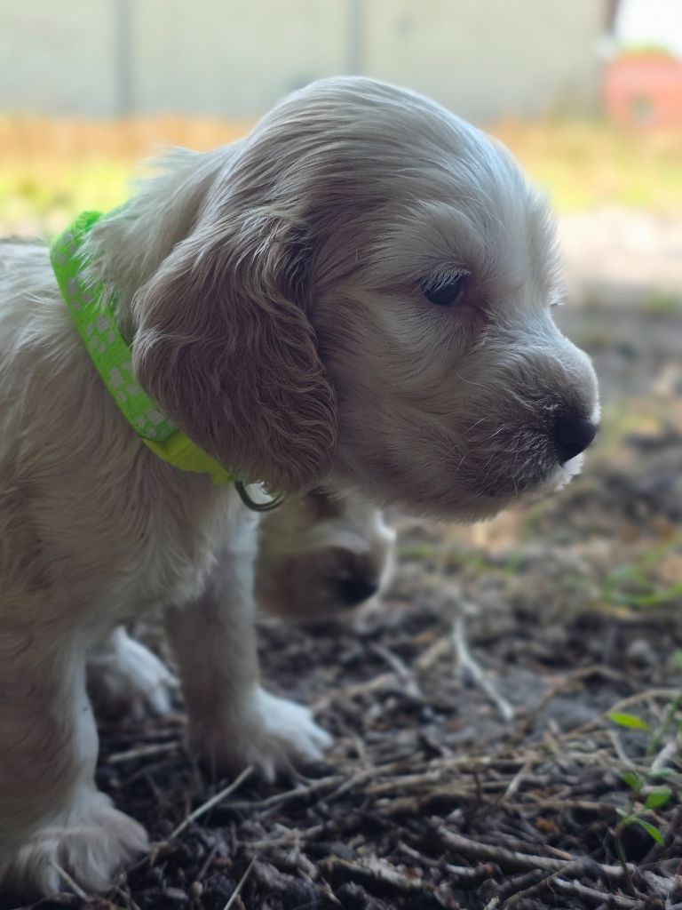 des Lacs de la Cote d'Argent - Chiots disponibles - Cocker Spaniel Anglais
