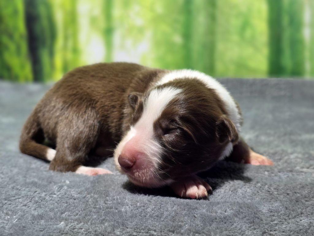 des Lacs de la Cote d'Argent - Chiots disponibles - Border Collie