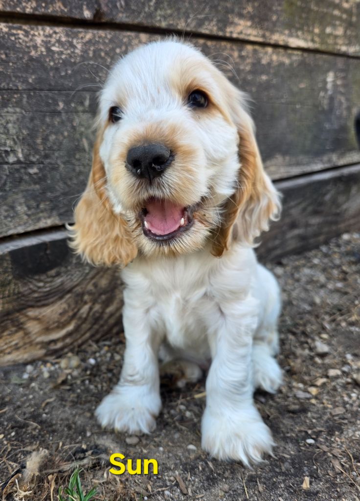 des Lacs de la Cote d'Argent - Chiots disponibles - Cocker Spaniel Anglais